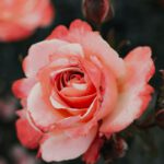 Eltville führt Jahrespatenschaft für Rosengarten ein und verknüpft sie mit Stadtrose blütenRhein®