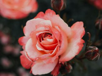 Eltville führt Jahrespatenschaft für Rosengarten ein und verknüpft sie mit Stadtrose blütenRhein®