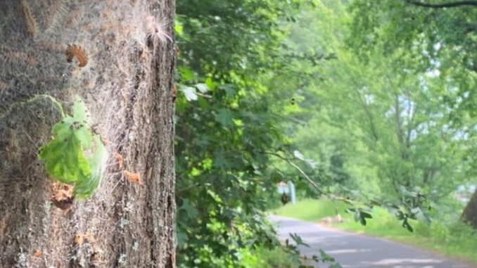 Eltville lässt Gespinste des Eichenprozessionsspinners am Leinpfad entfernen Eltville lässt Gespinste des Eichenprozessionsspinners am Leinpfad entfernen