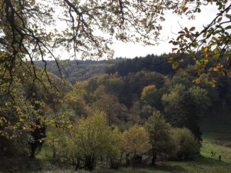 Neuer Rundweg in Rauenthal führt durch Weinberge, Streuobstwiesen und Wälder