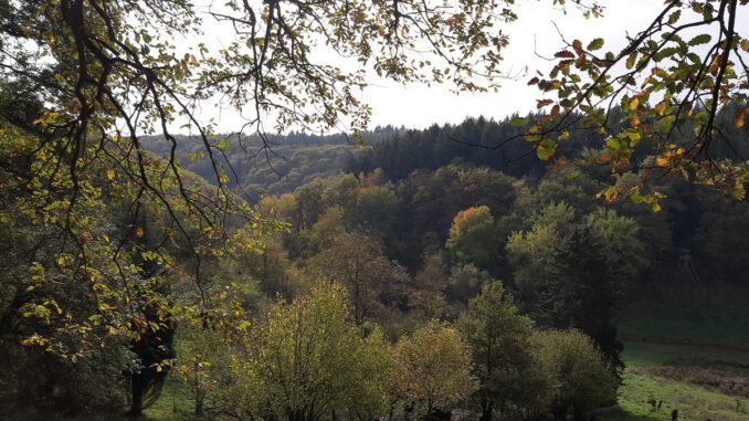 Neuer Rundweg in Rauenthal führt durch Weinberge, Streuobstwiesen und Wälder