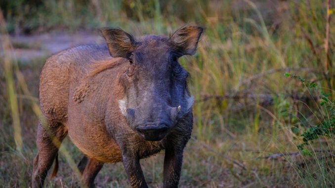 Rheingau-Taunus-Kreis meldet seit Februar 2025 keine neuen Fälle von Afrikanischer Schweinepest Rheingau-Taunus-Kreis meldet seit Februar 2025 keine neuen Fälle von Afrikanischer Schweinepest