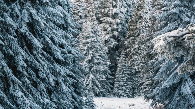 Weihnachtsbäume aus heimischem Wald: Forstamt Rüdesheim lädt zur Selbsterntung
